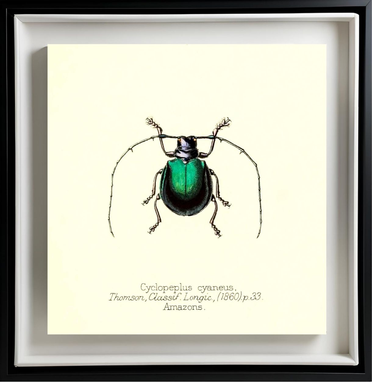 Cyclopeplus Cyaneus