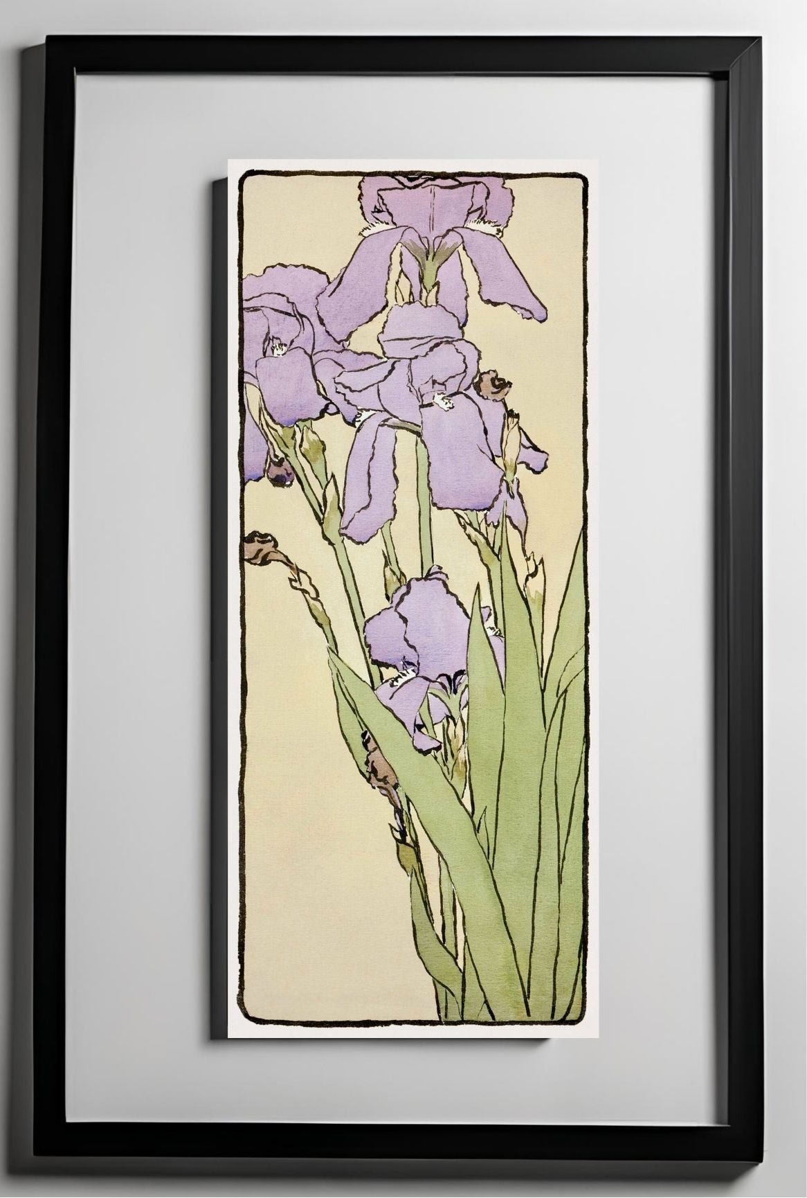 Iris