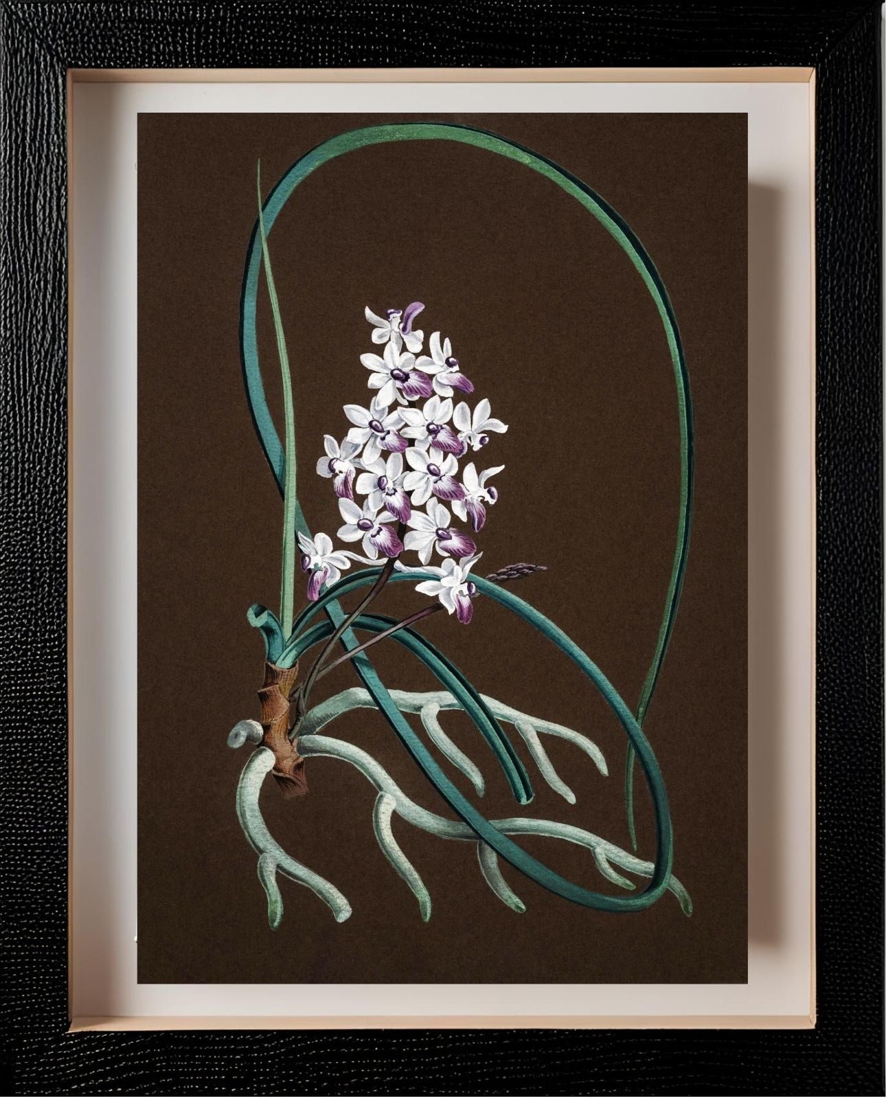 Aerides Mitratum