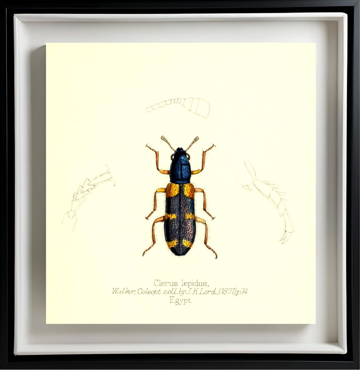 Clerus Lepidus