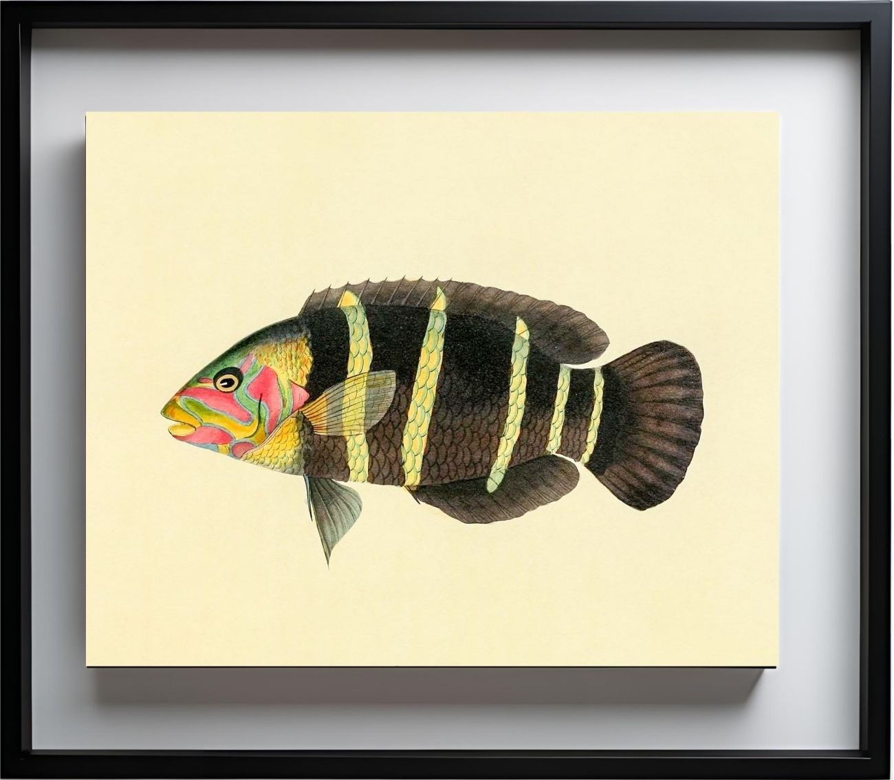 Scarus Quinque-Fasciatus
