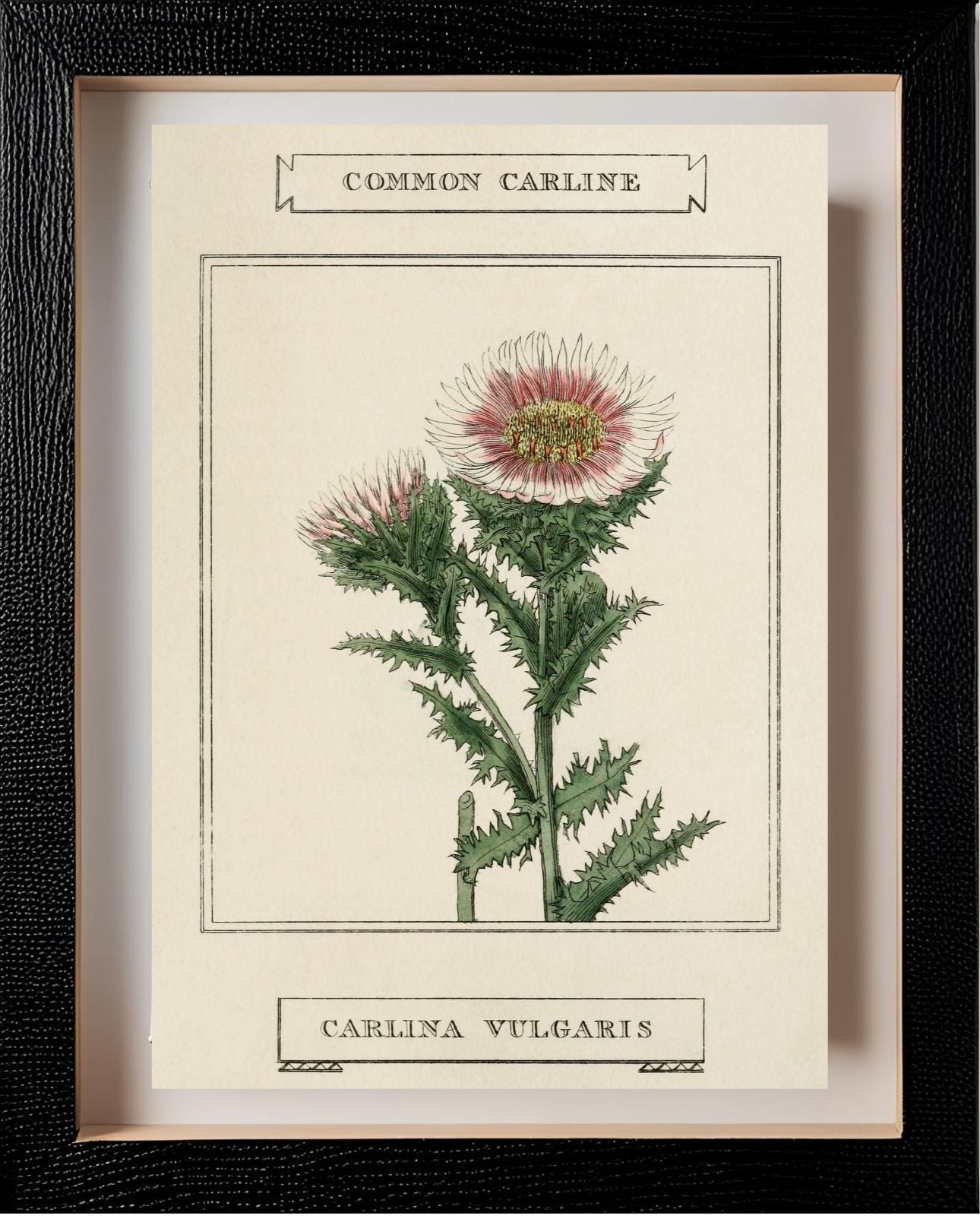 Common Carline