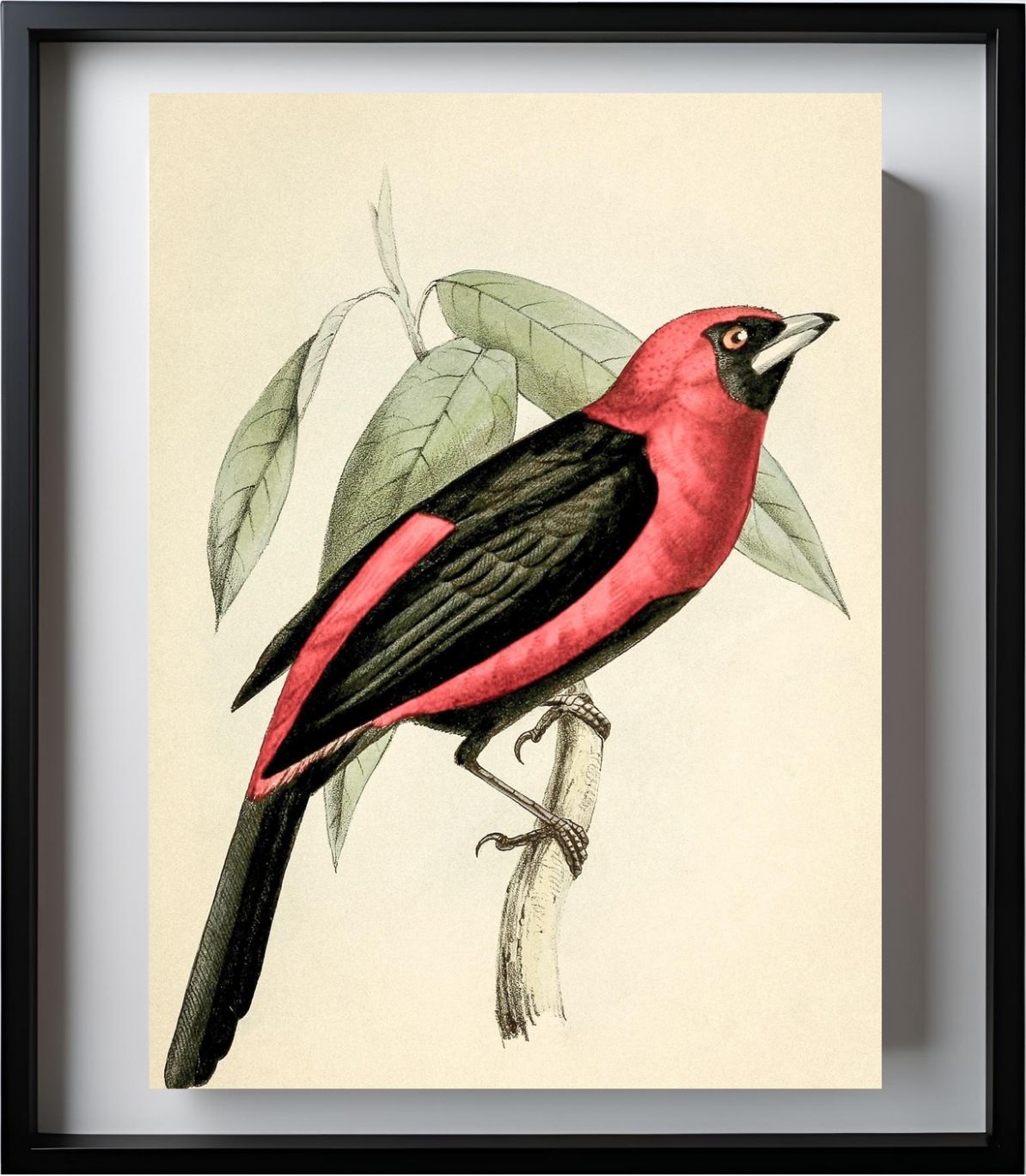 Black-Masked Tanager