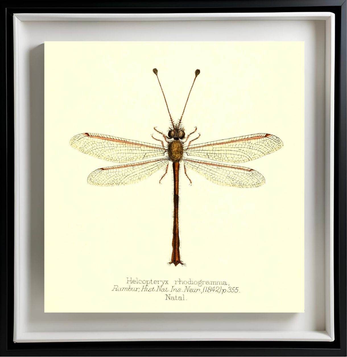 Helcopteryx Rhodiogramma
