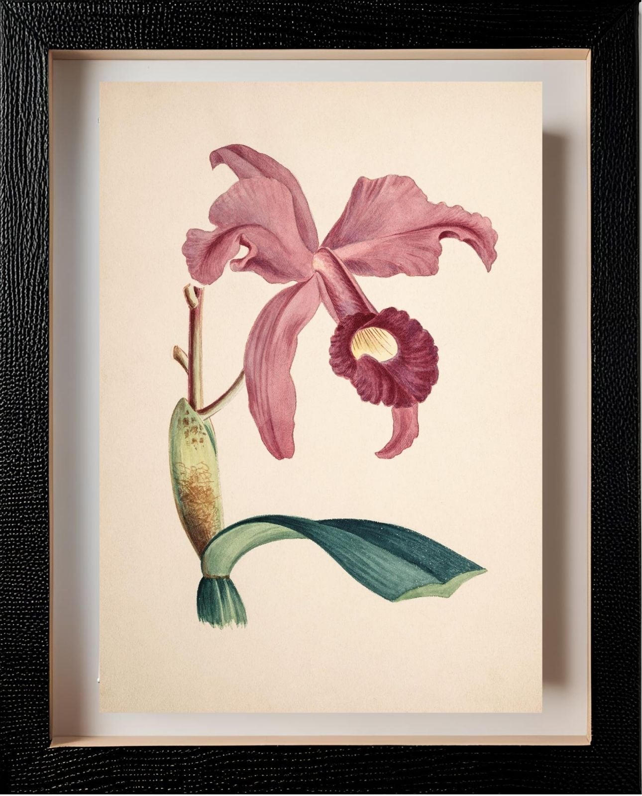 Cattleya Lawrenceana