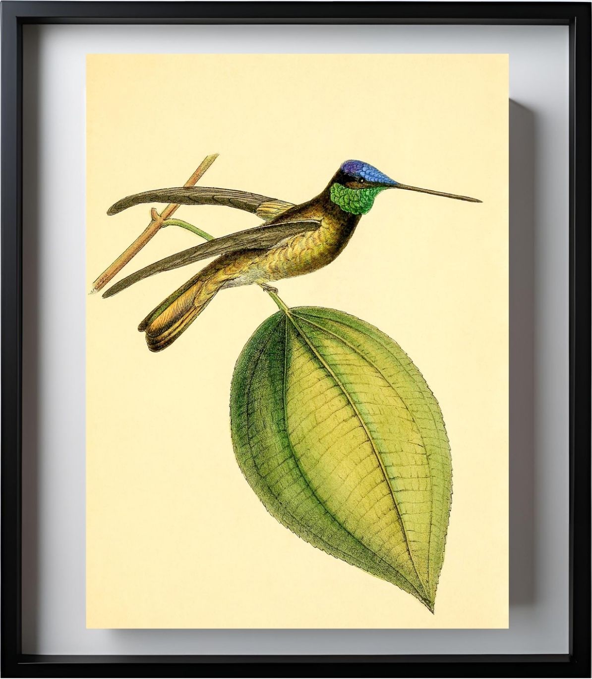 Sapphire-Crowned Hummingbird