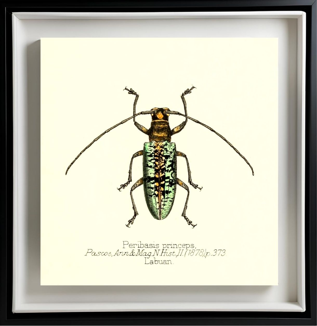 Peribasis Princeps