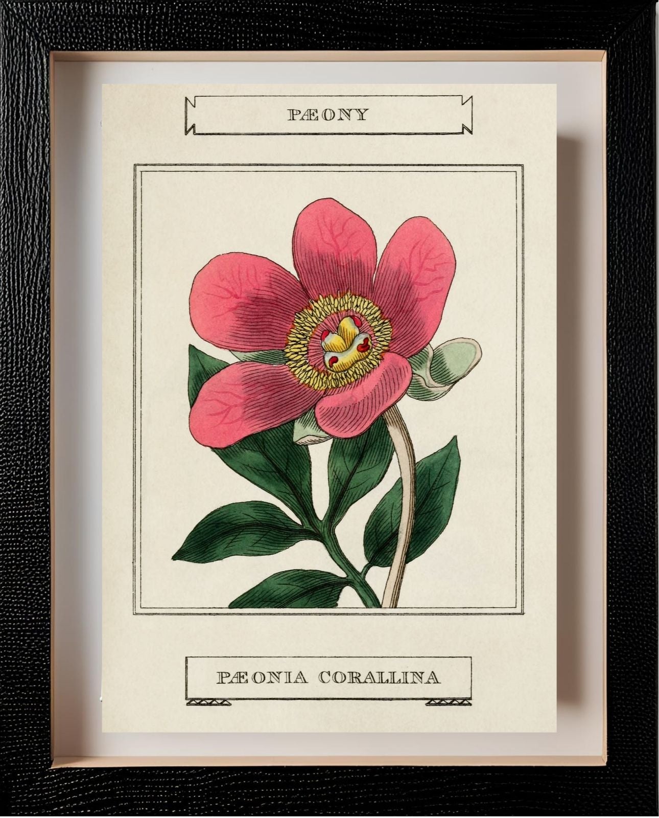 Paeony