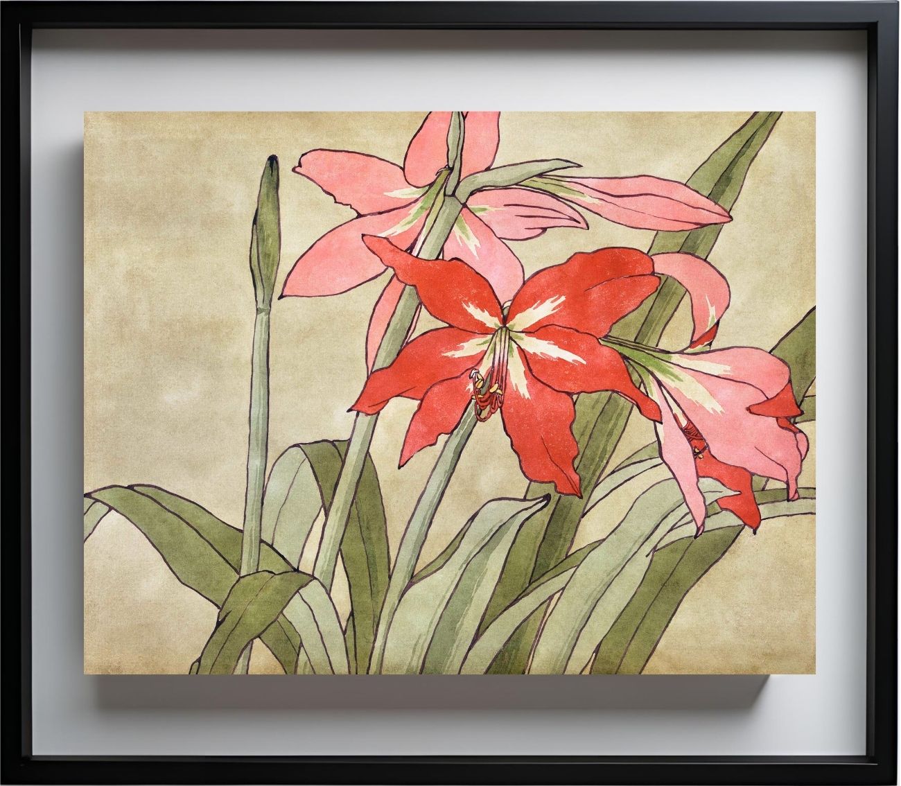 Amaryllis