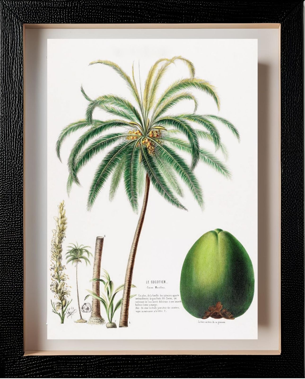 Le Cocotier (Cocos Mucifera)
