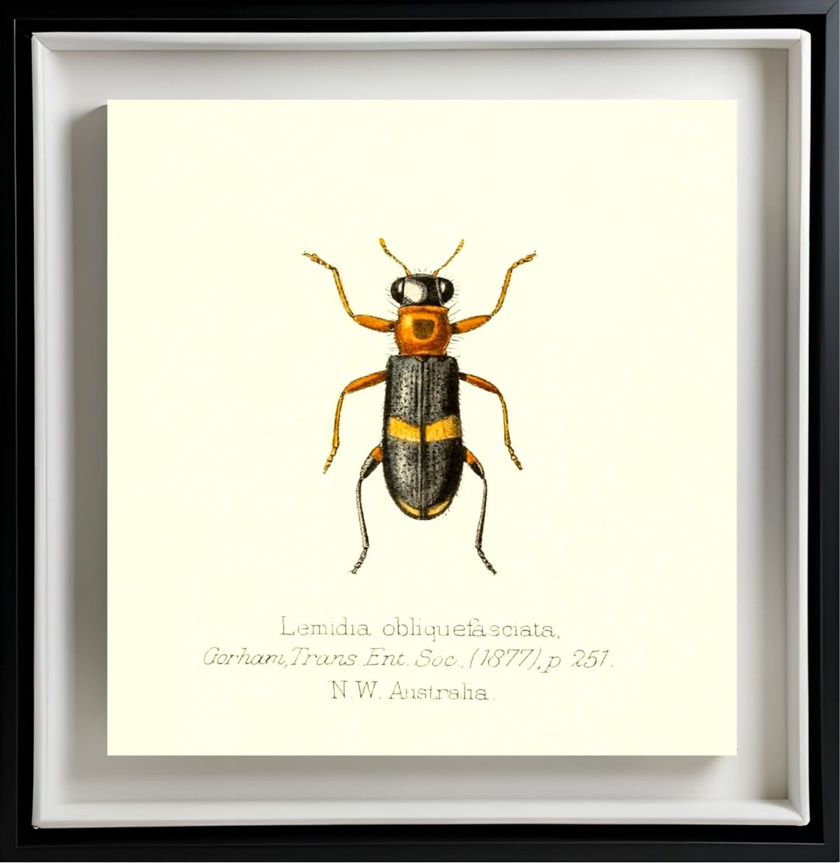 Lemidia Obliquefasciata