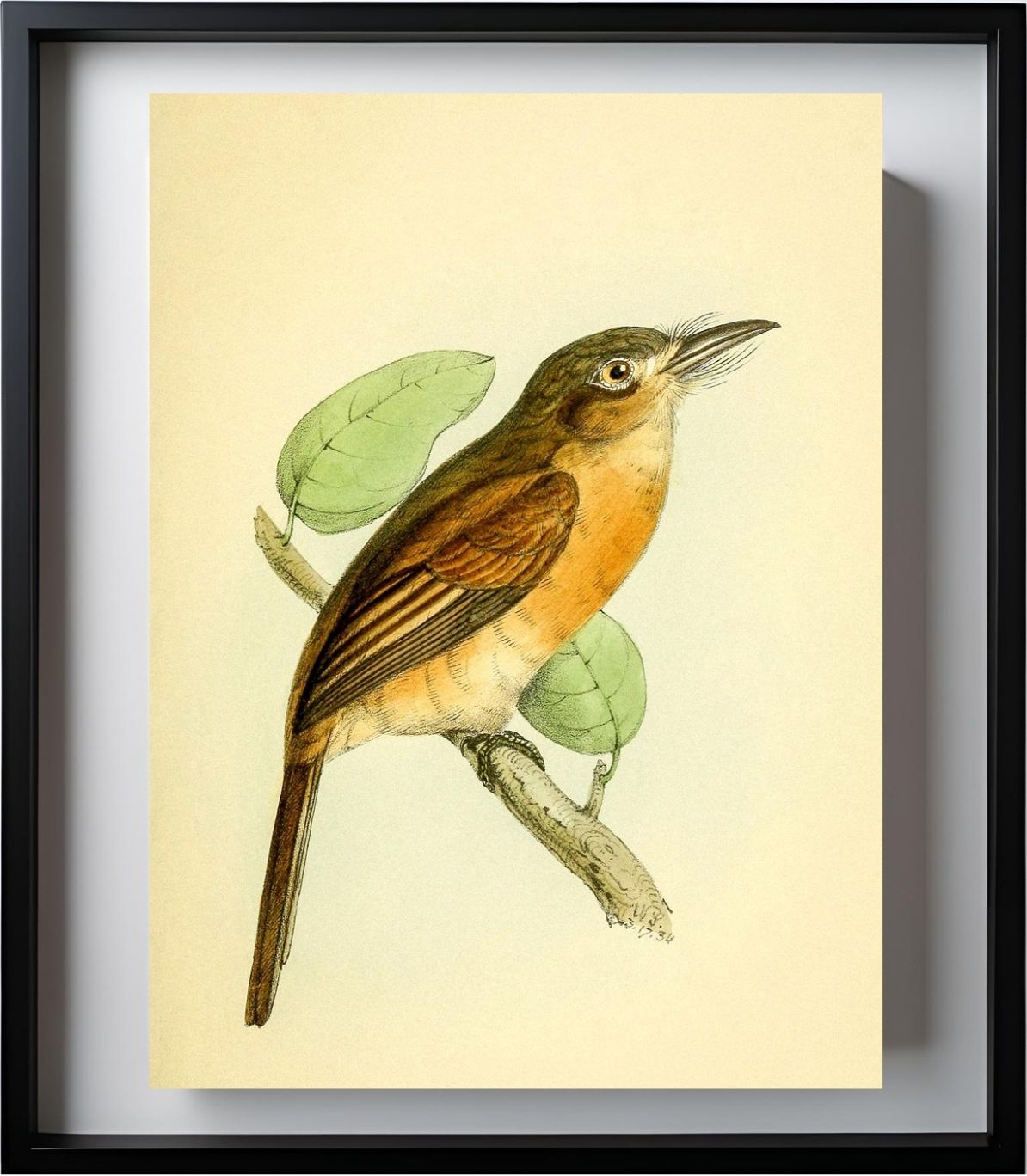 Red-breasted Puff Bird