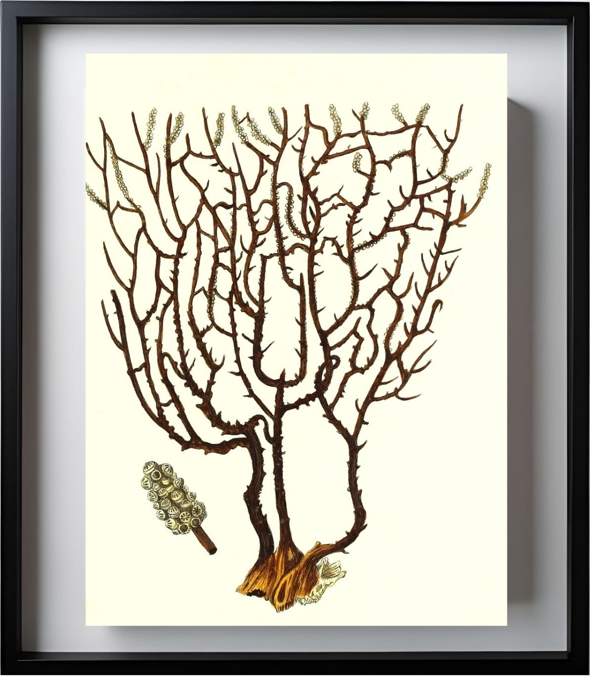Gorgonia placomus 3