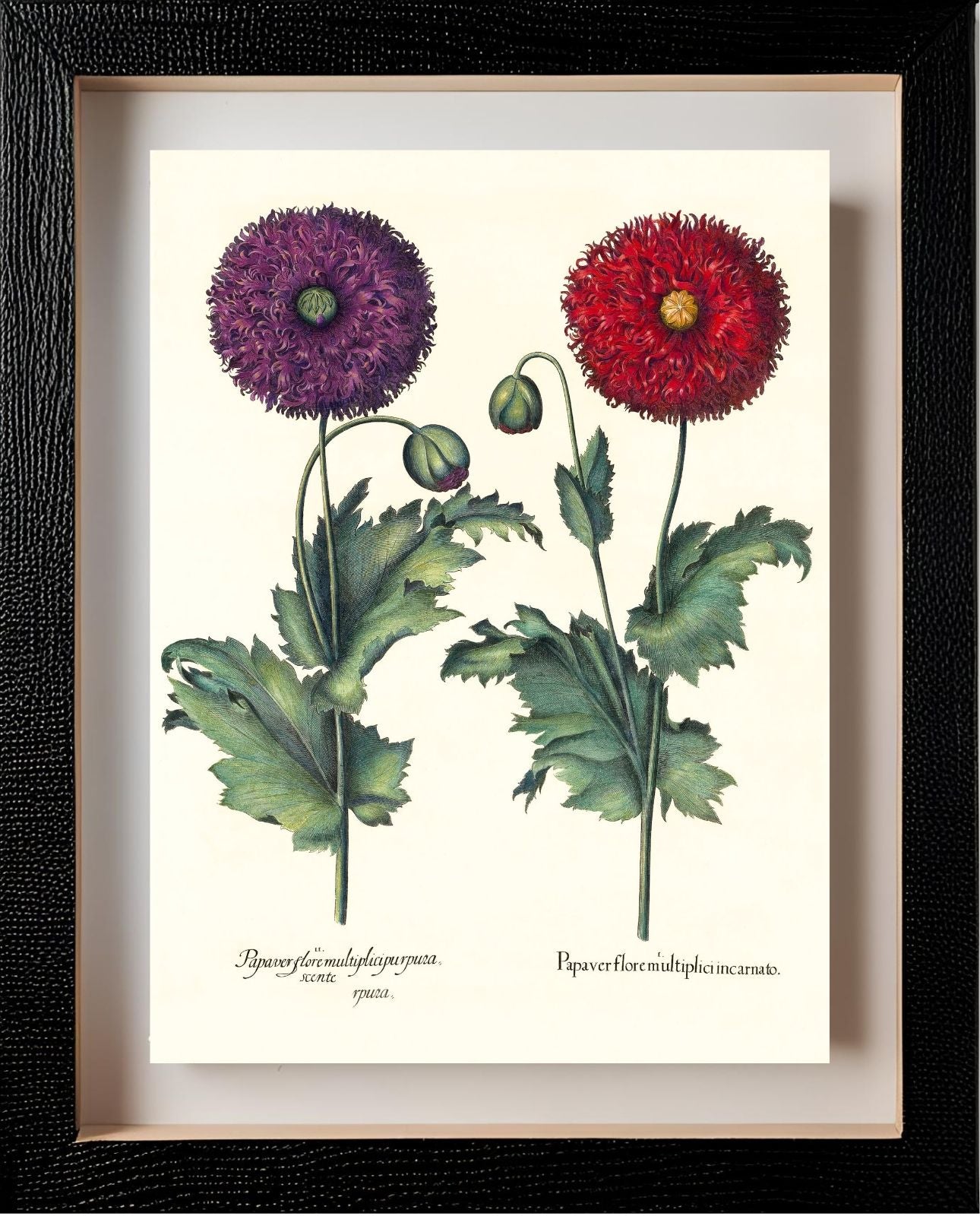 Lacy double-flowered garden poppies