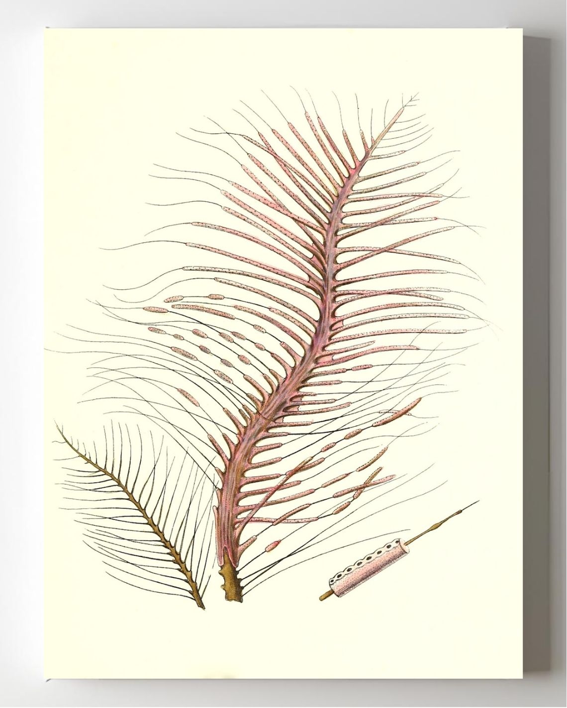 Gorgonia fetofa
