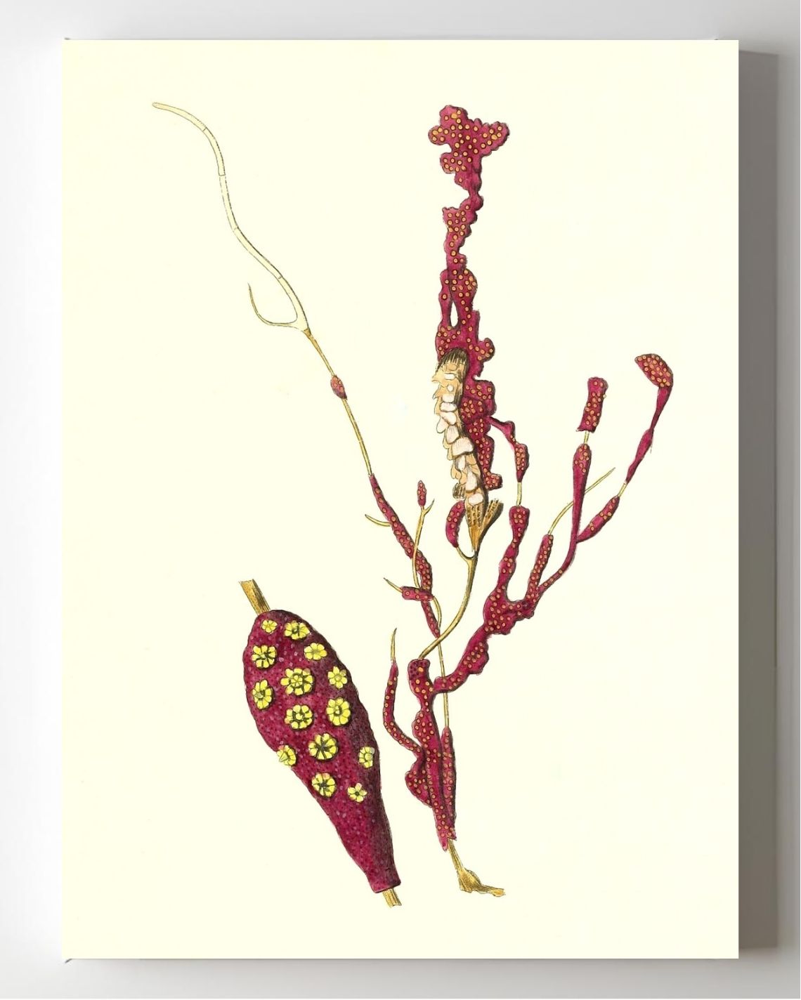 Gorgonia coralloides