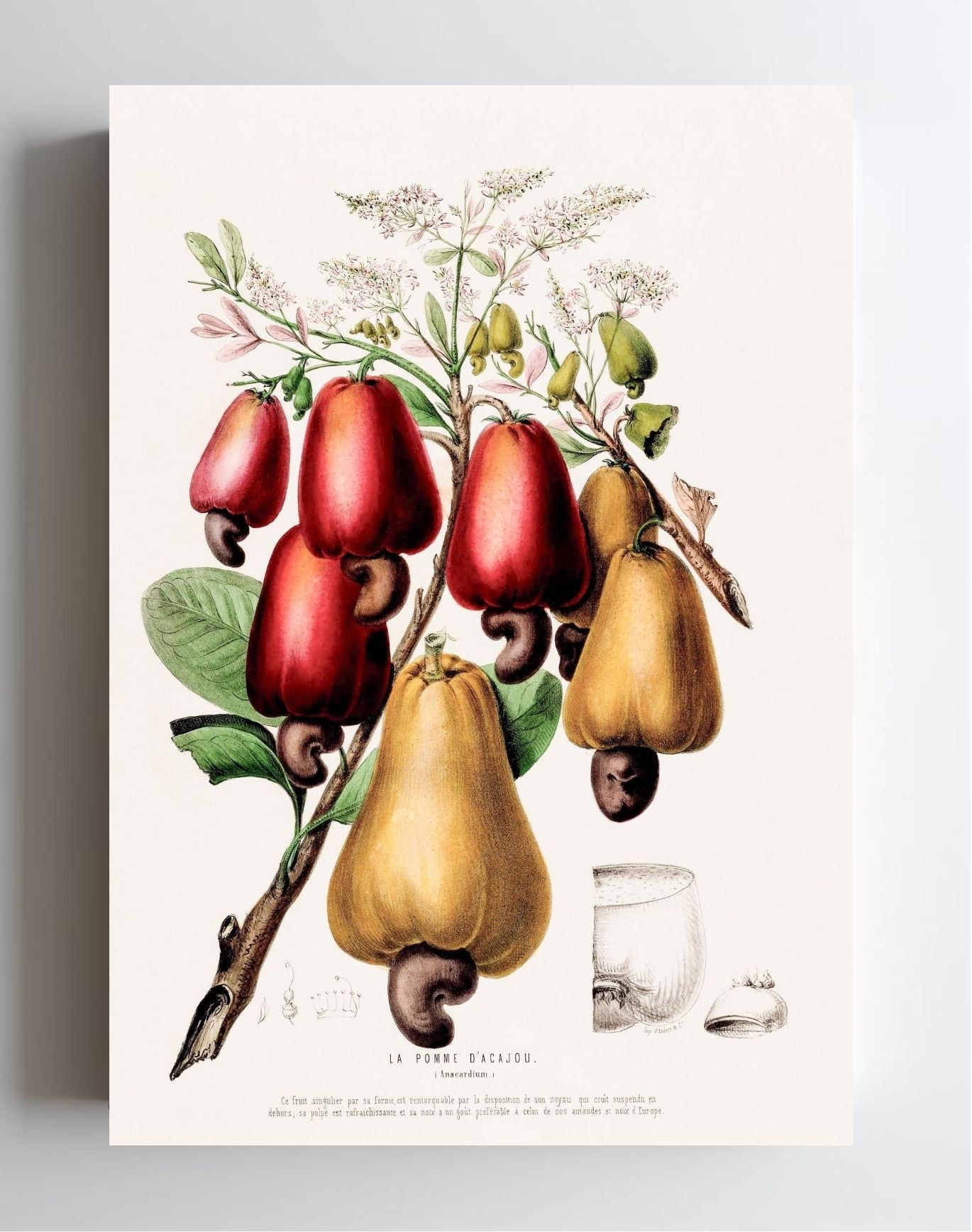 La Pomme d'Acajou (Anacardium)