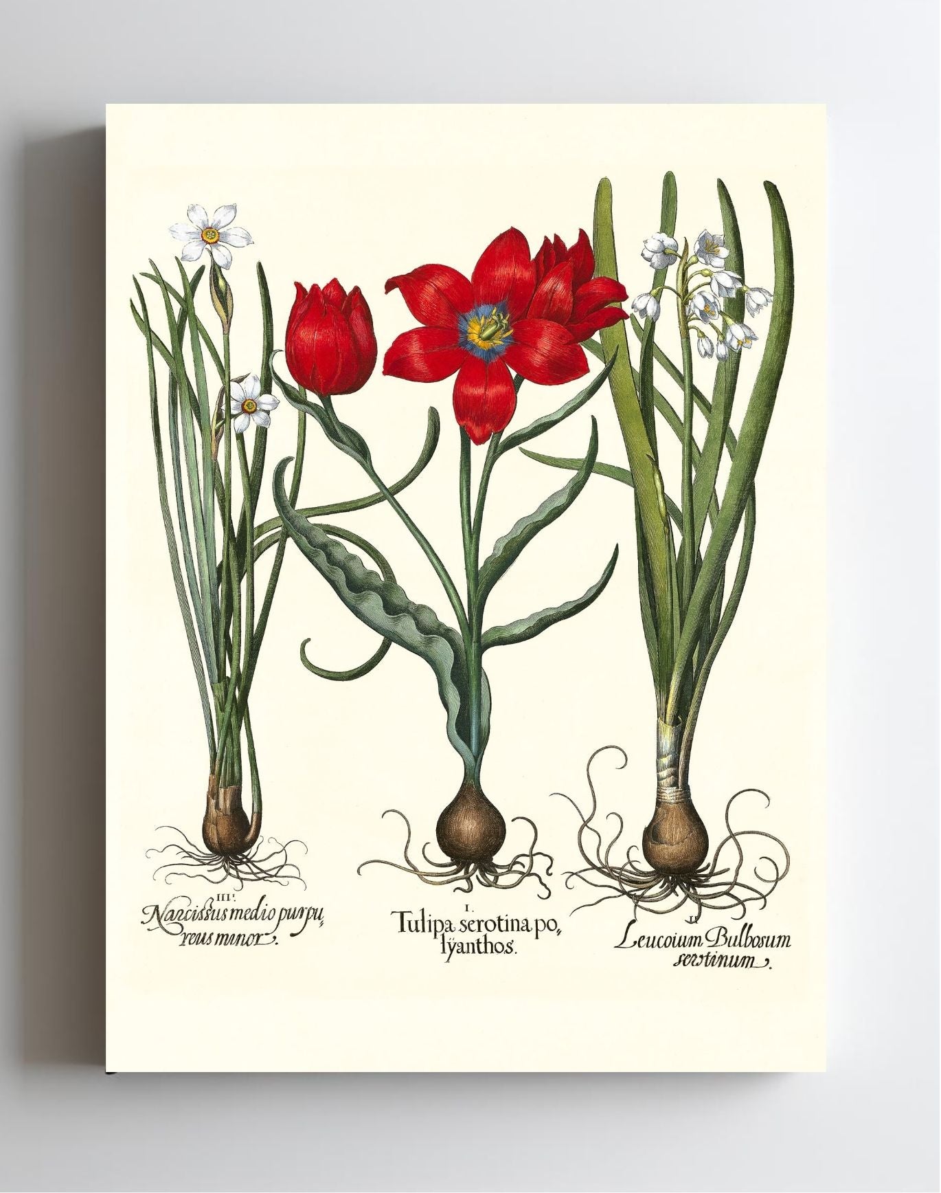 Late multiflorous red tulip, Summer snowflake, et al