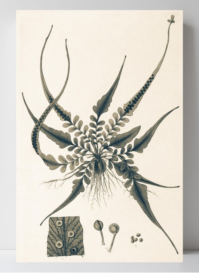 Aspidium Rhizophyllum