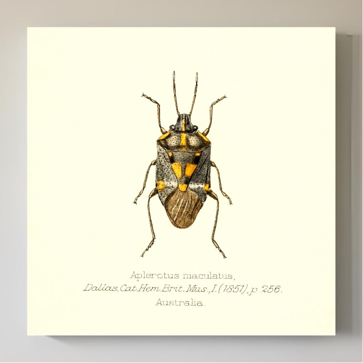 Aplerotus Maculatus