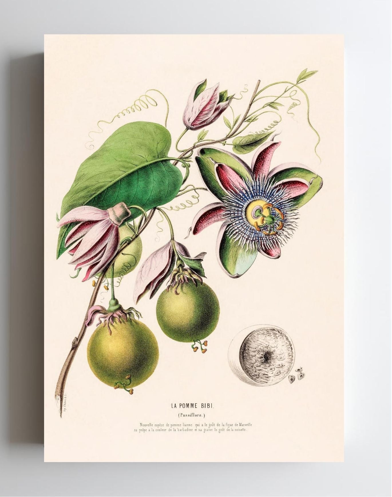 La Pomme Bibi (Passiflora)