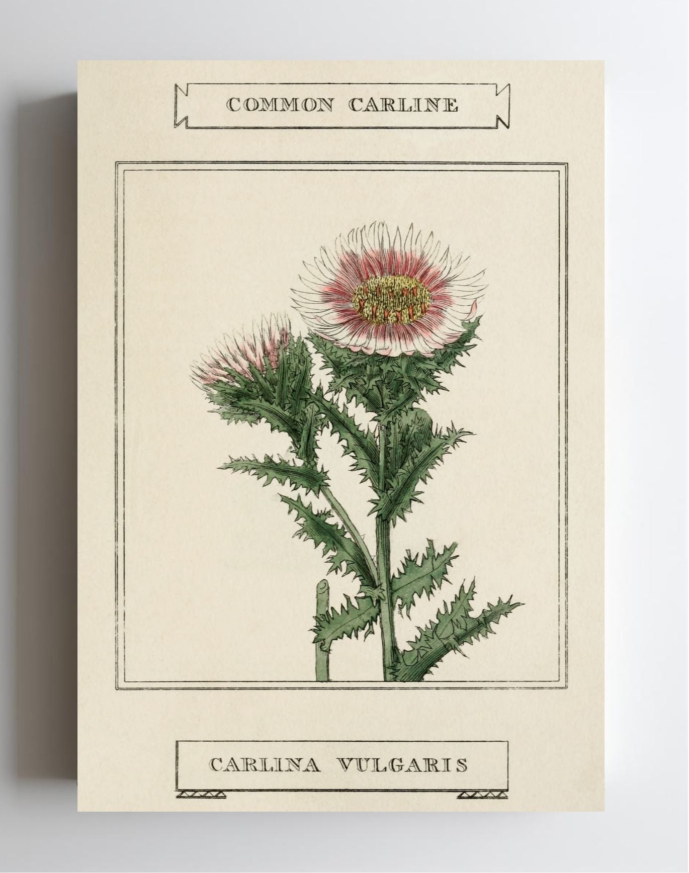 Common Carline