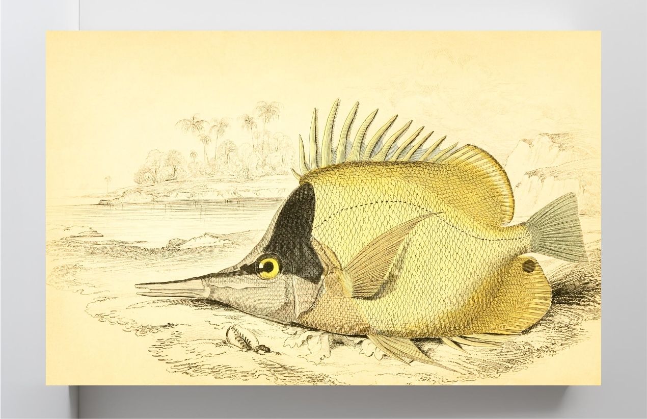 Long-Beaked Chelmon