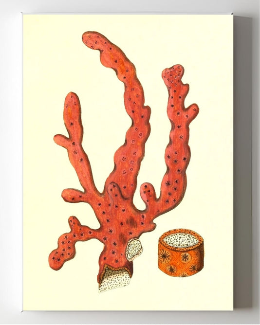 Alcyonium arboreum