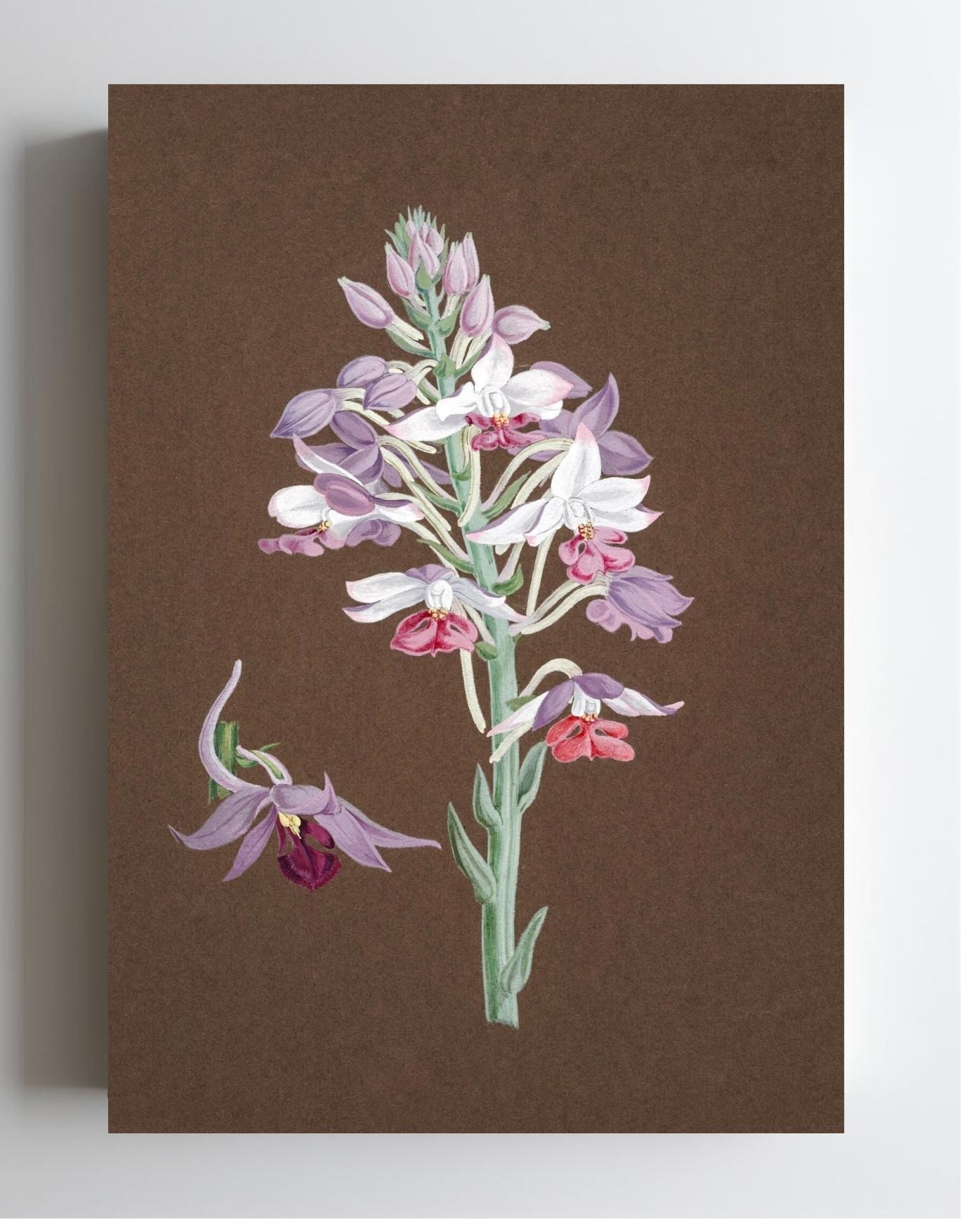 Calanthe Dominii