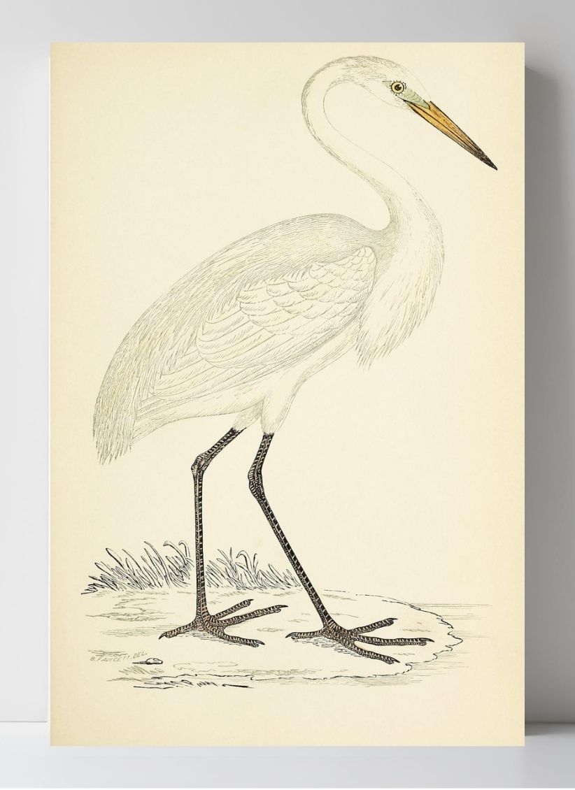 Great White Heron