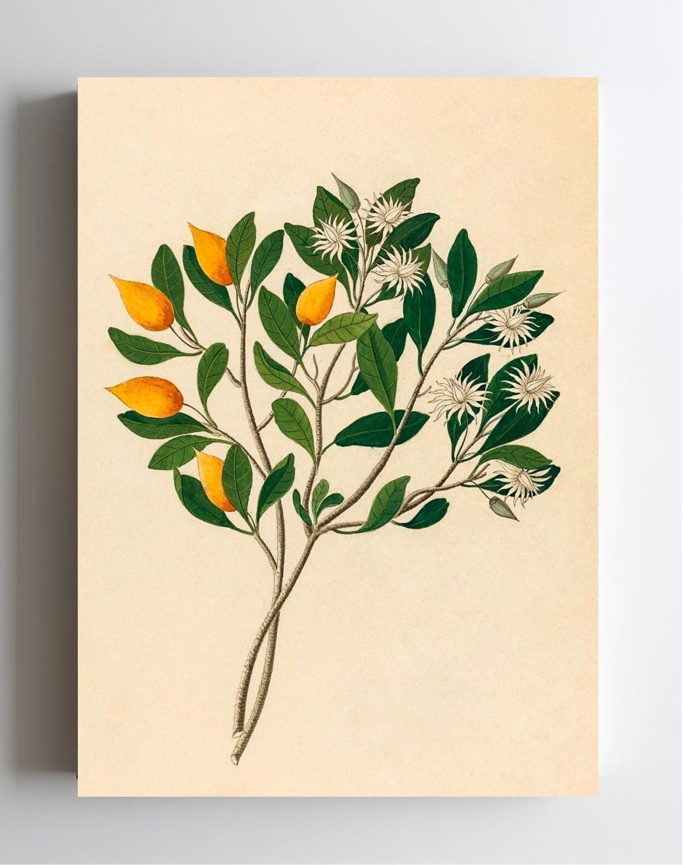 Hexand. Mono (Mimusops Obovata)