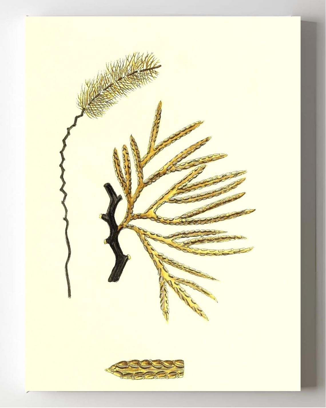 Sertularia thuja