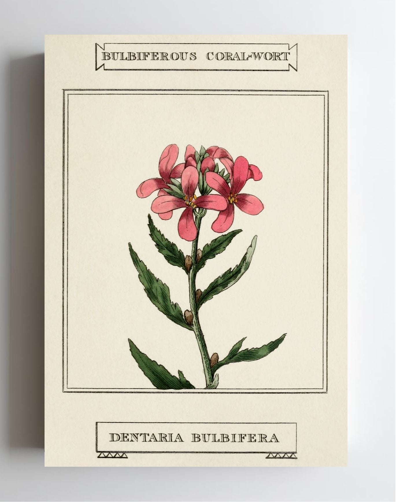 Bulbiferous Coral-Wort