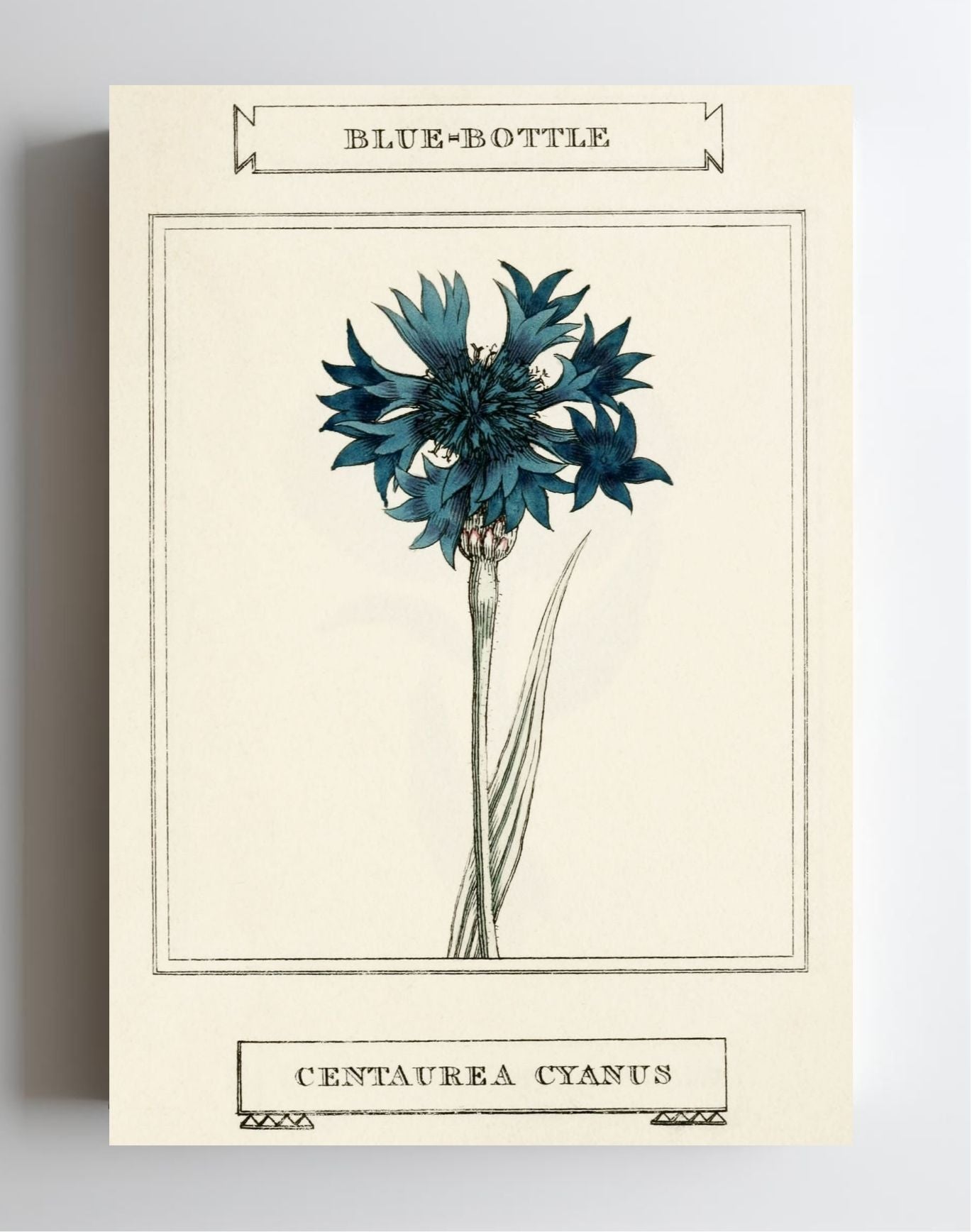 Blue-Bottle