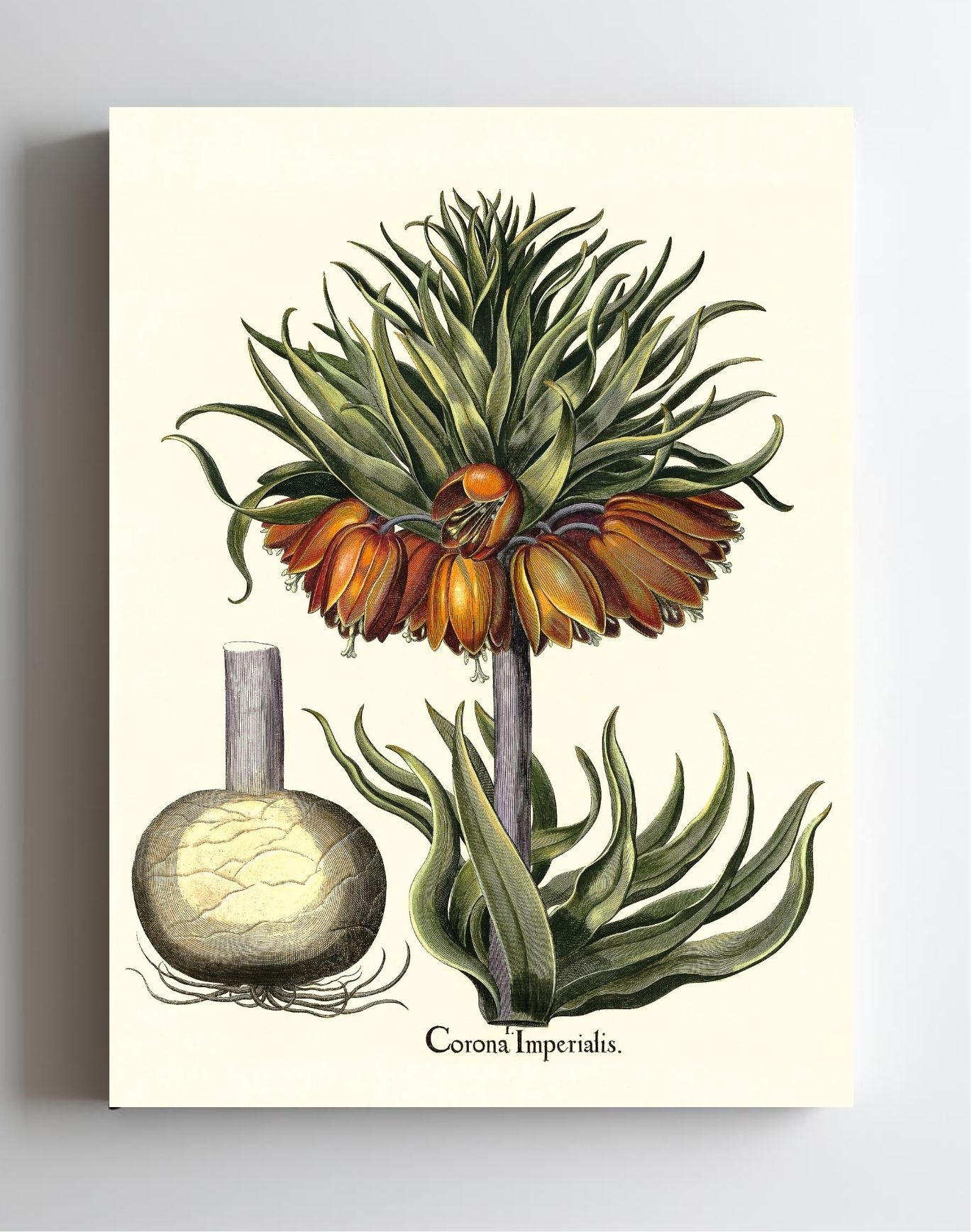 Crown-imperial fritillary