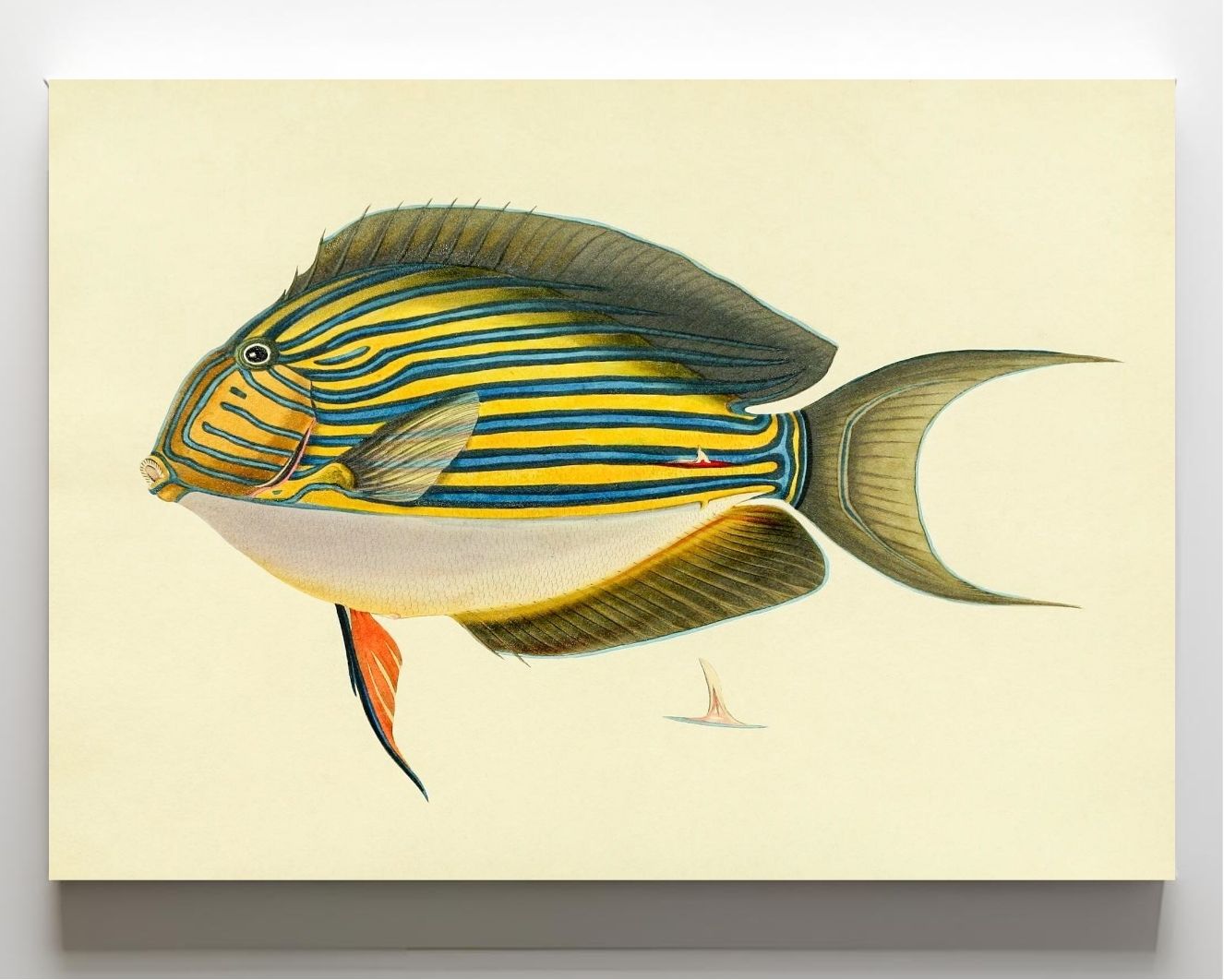 Acanthurus Vitatus