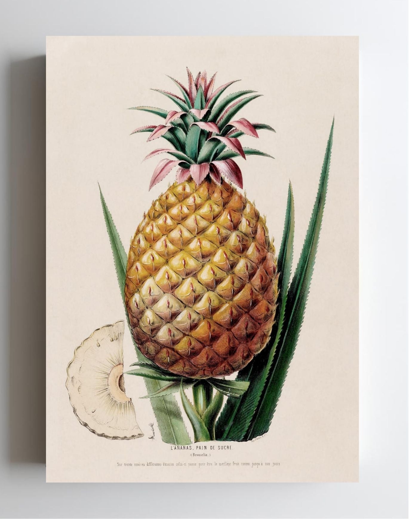 L'Ananas, Pain de Sucre (Bromelia)