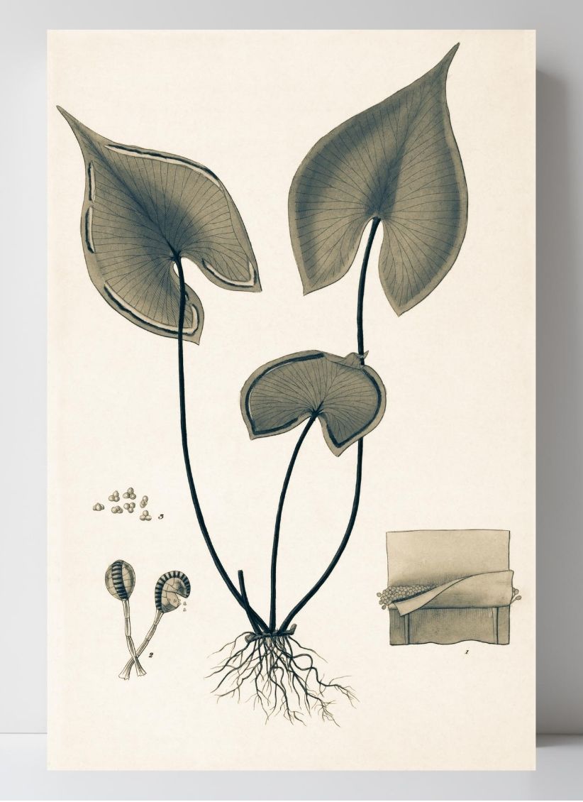 Lindsaea Sagittata