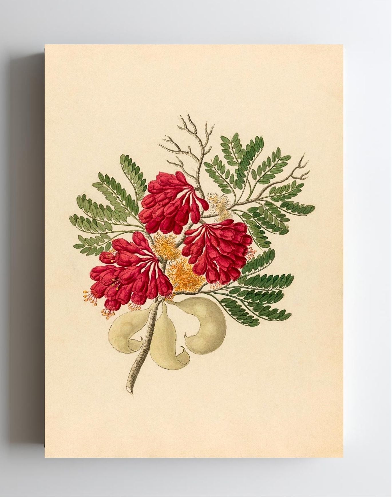 Schotia Speciosa (Schotia Affra)