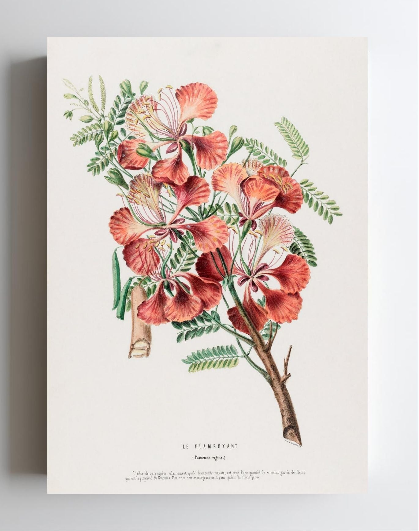 Le Flamboyant (Poinciana Regina)
