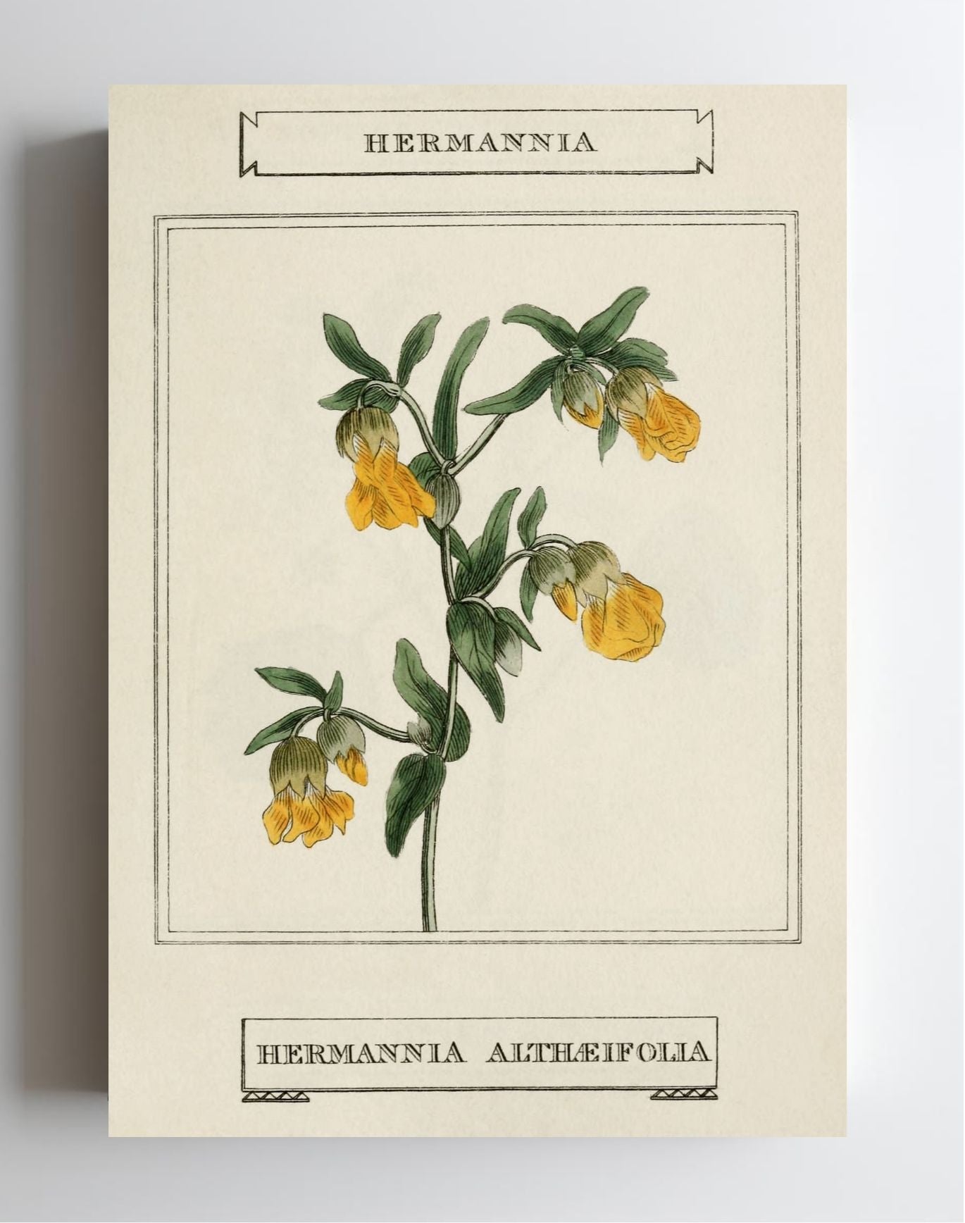 Hermannia