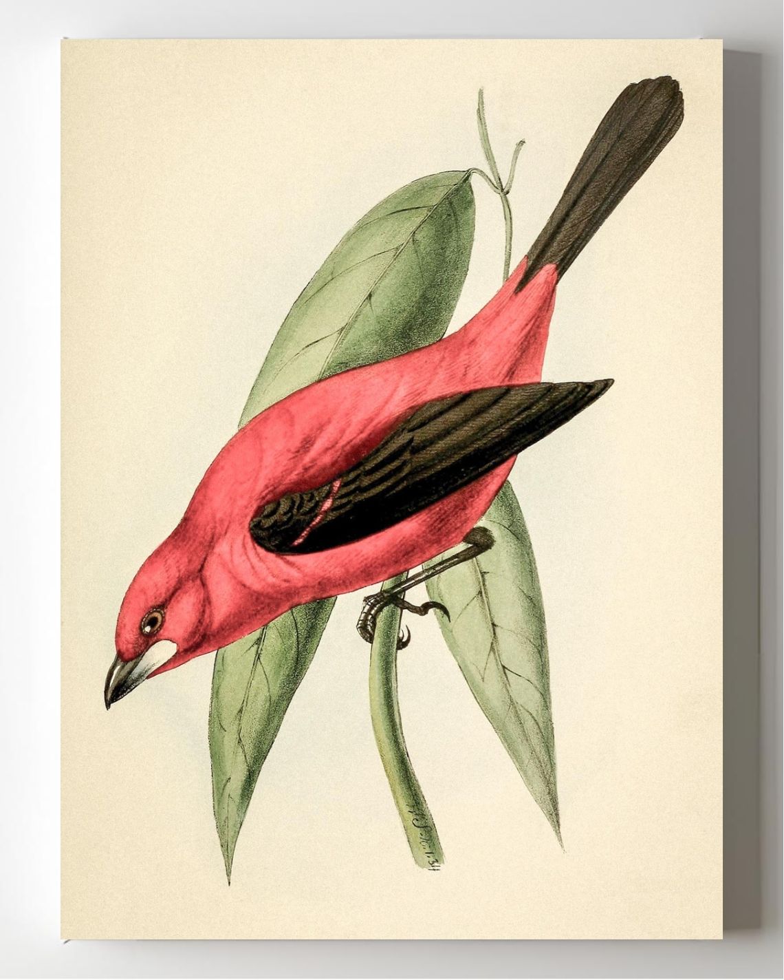 Crimson Tanager