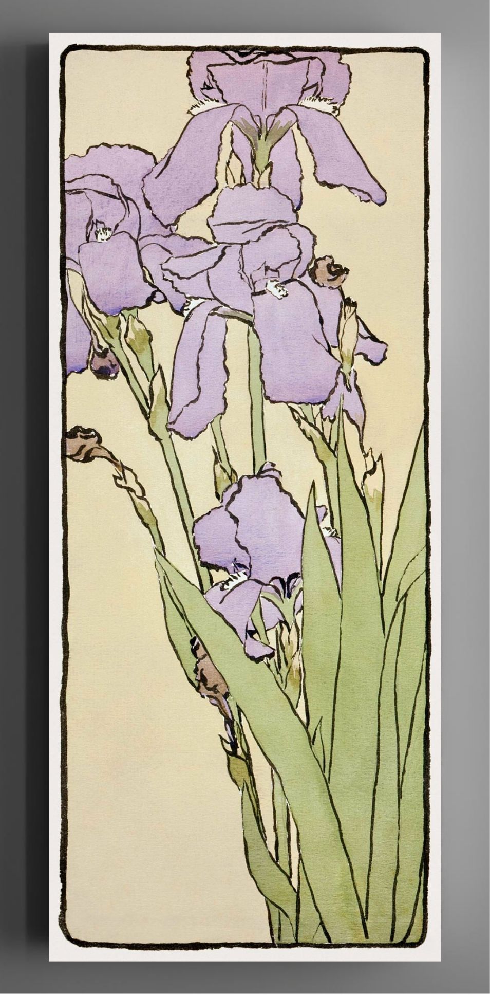 Iris