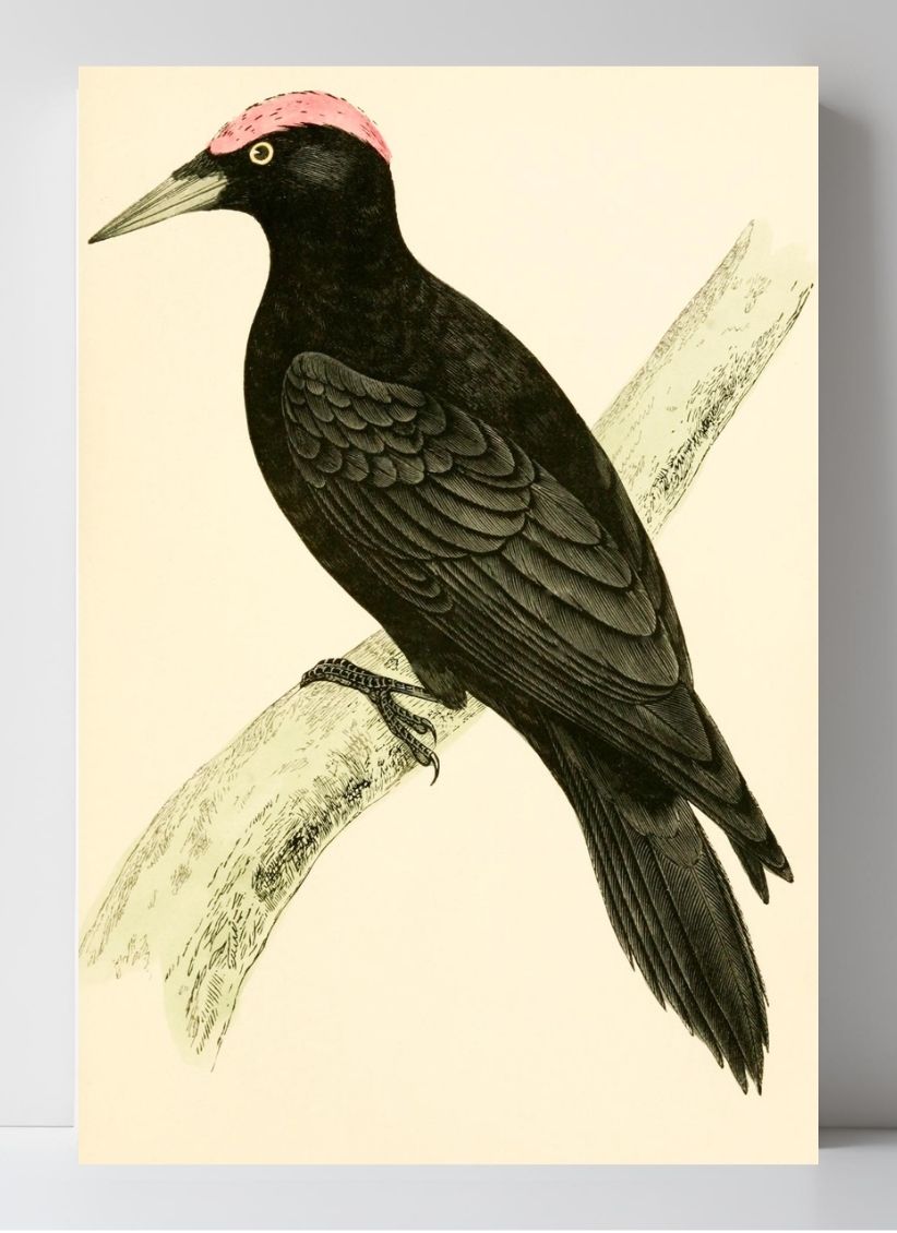 Black Woodpecker