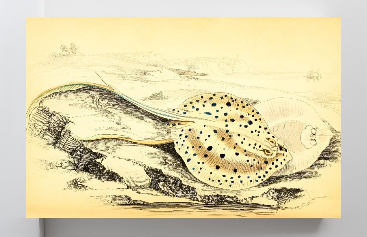 Halgan's Spine-Tailed Ray
