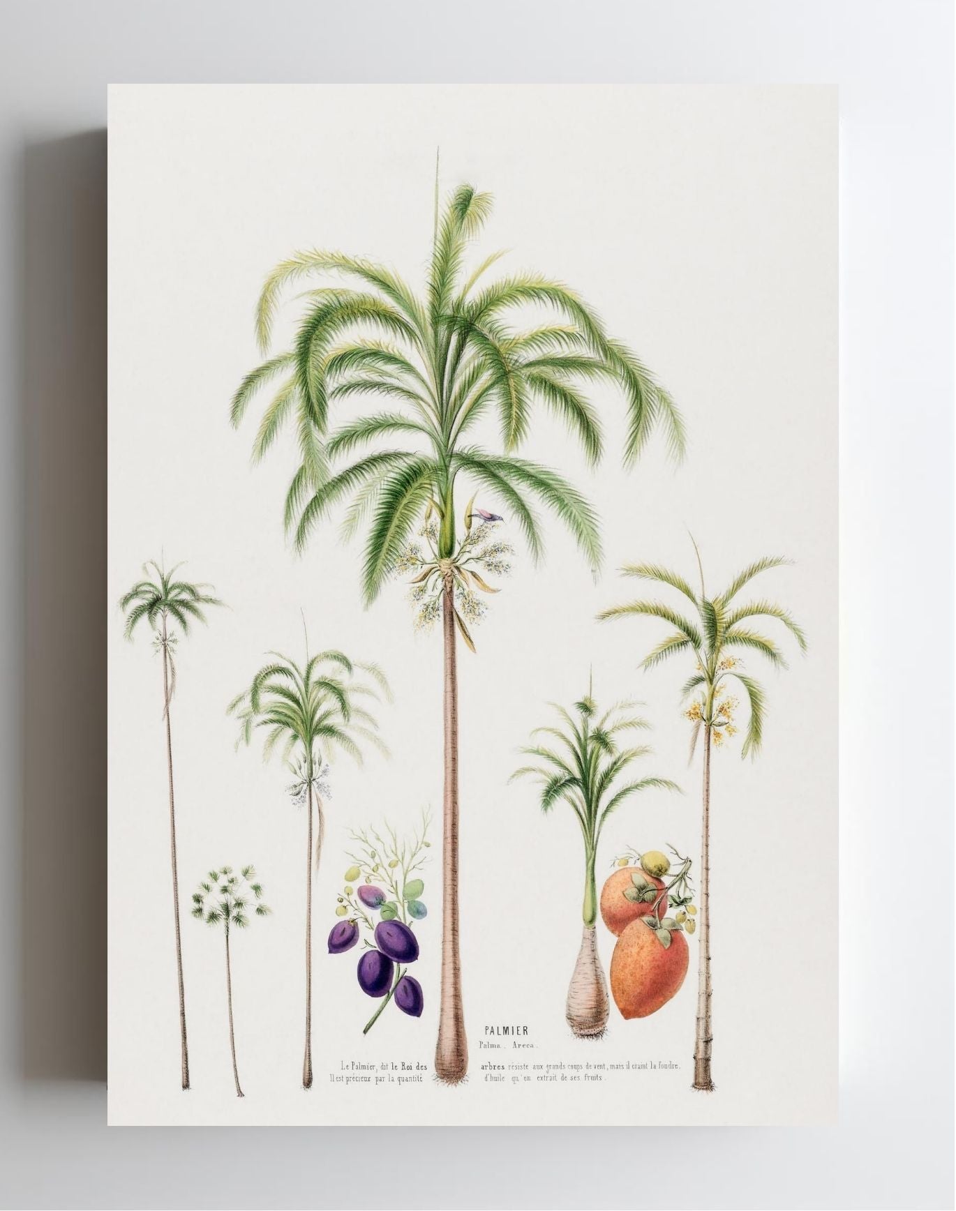 Palmier (Palma Areca)