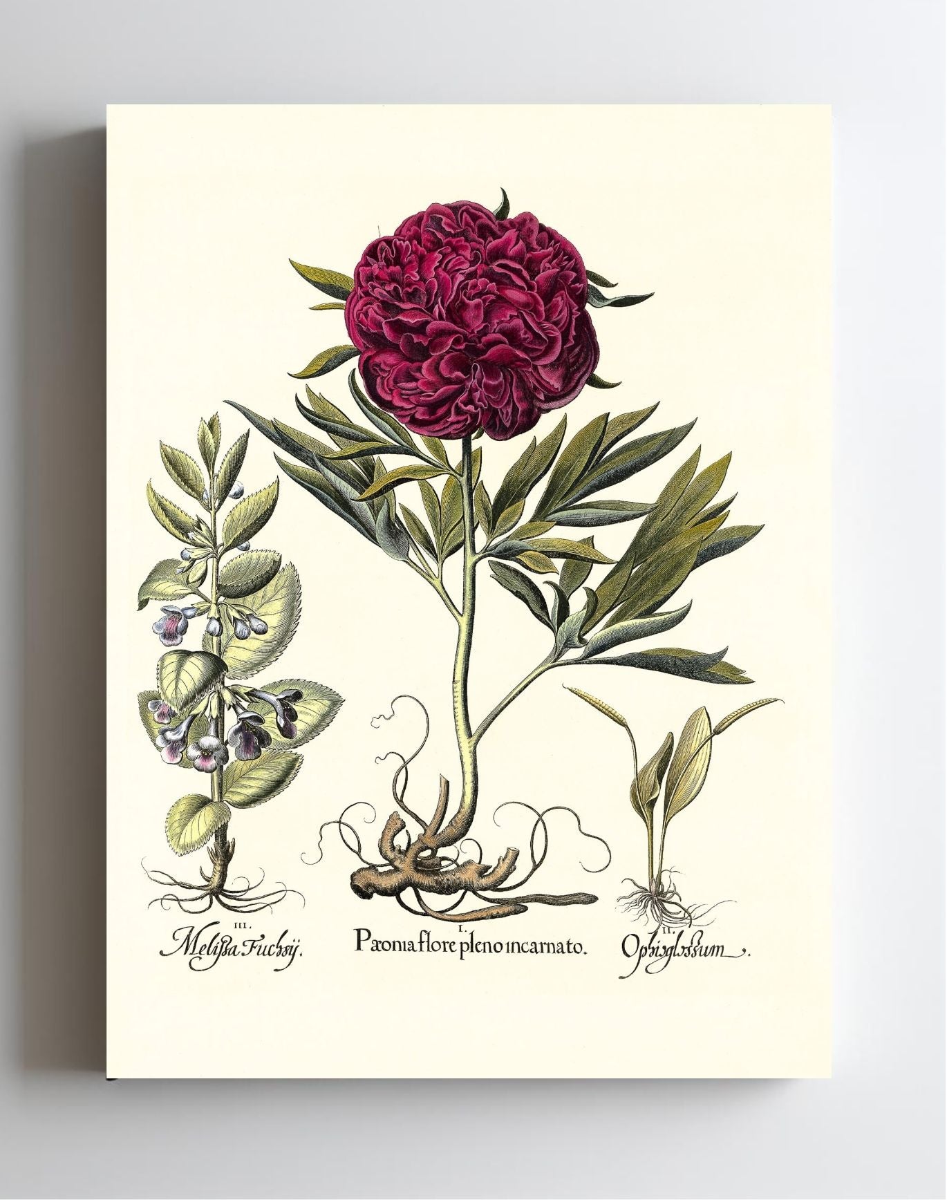 Crimson double-flowered peony, Adder’s-tongue fern