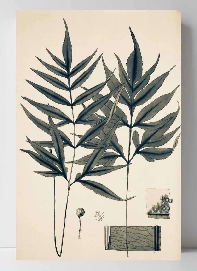 Pteris Denticulata