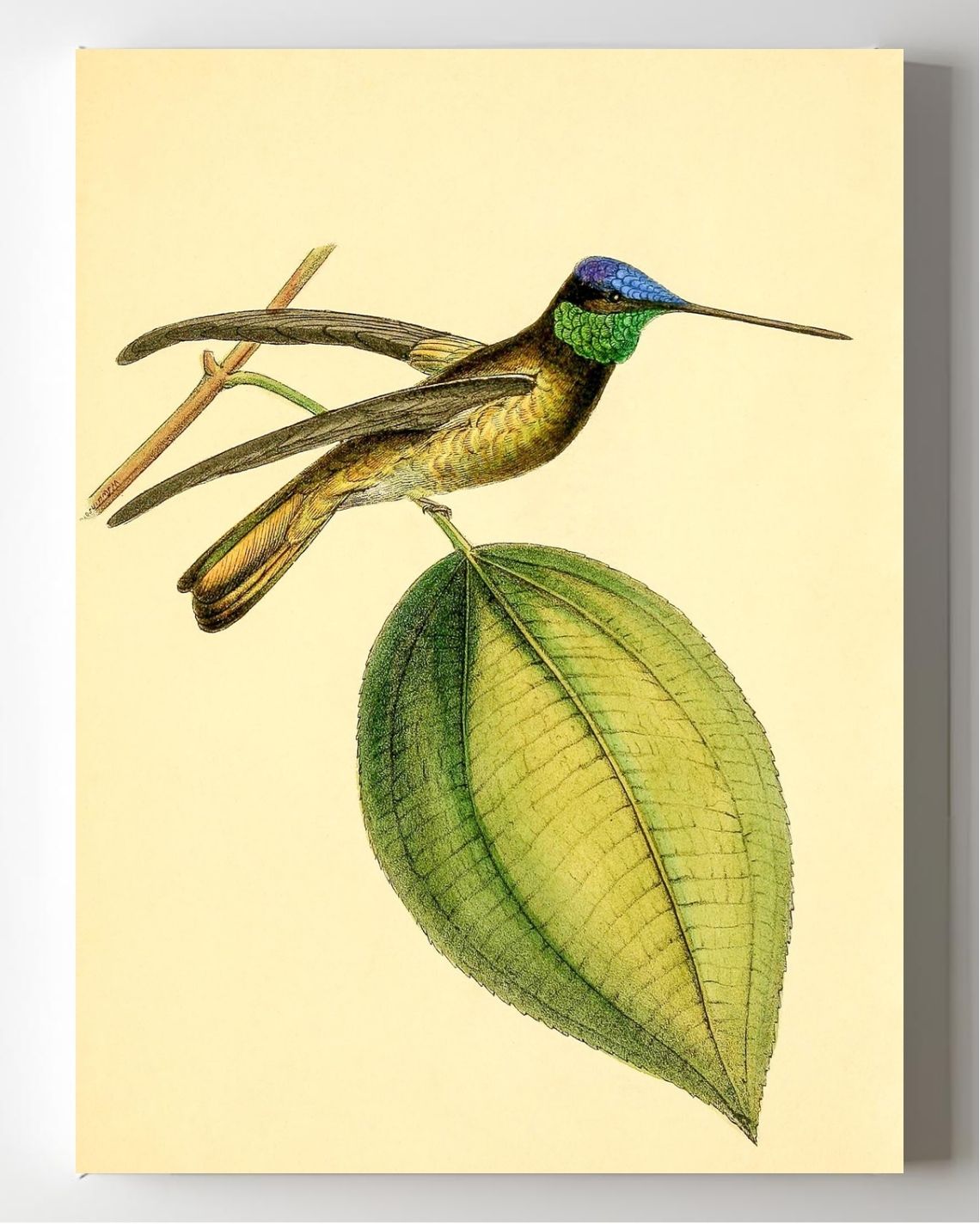 Sapphire-Crowned Hummingbird