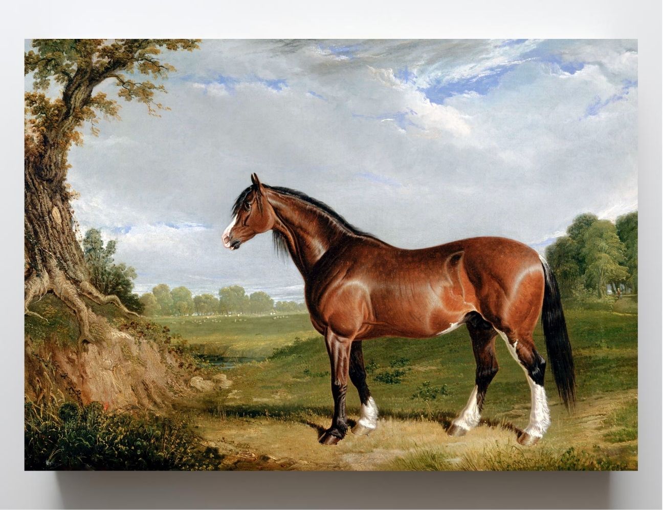 A Clydesdale Stallion